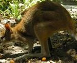 Wildlife Internship Australia